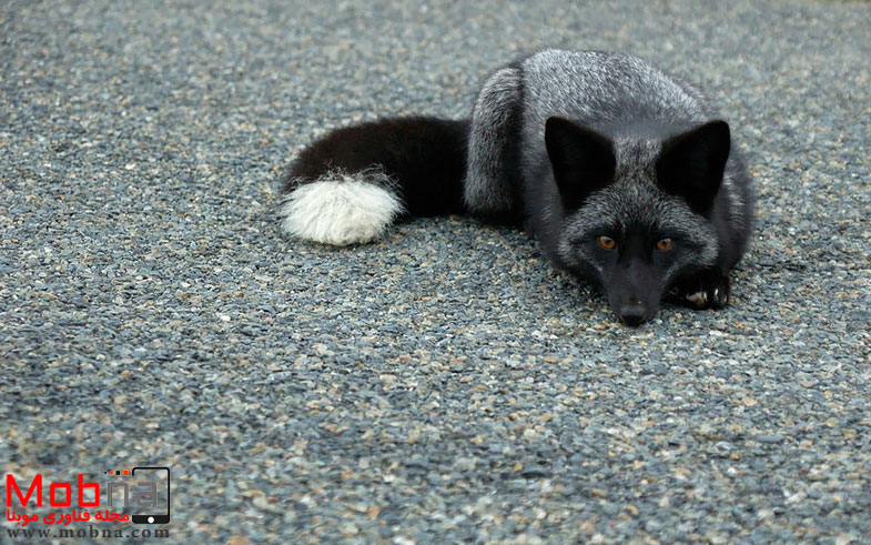black-silver-fox-36__880