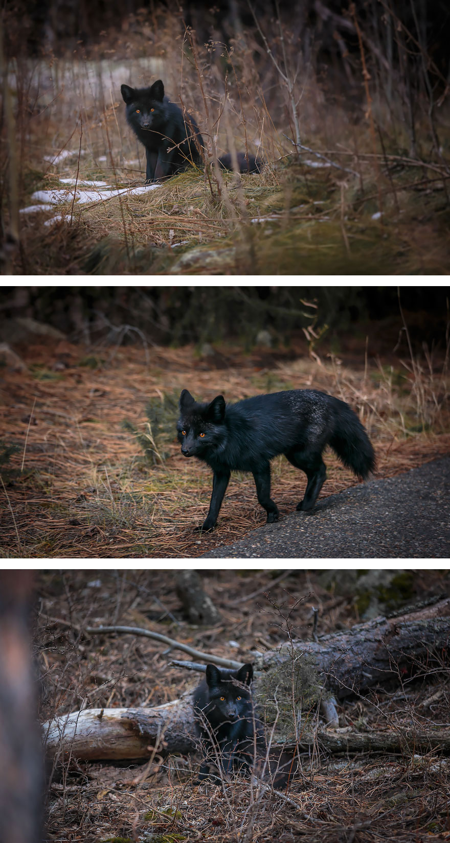black-silver-fox-39__880