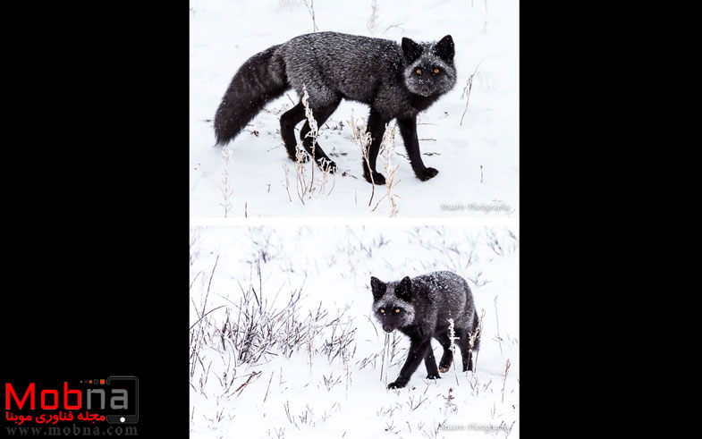 black-silver-fox-3__880