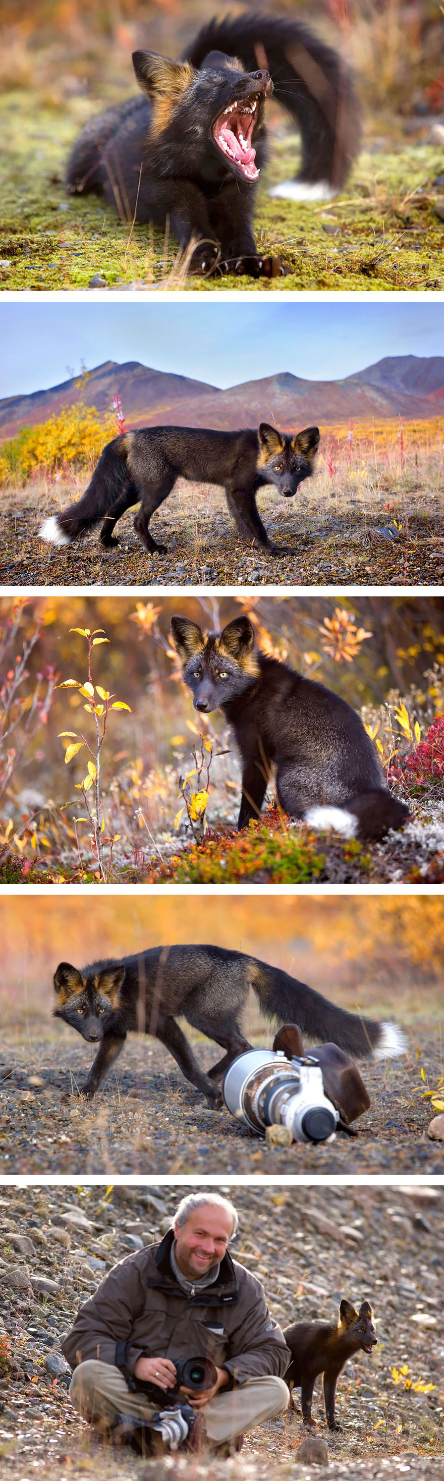 black-silver-fox-41__880