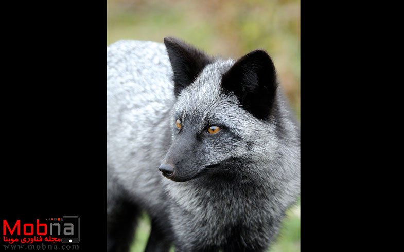 black-silver-fox-42__880