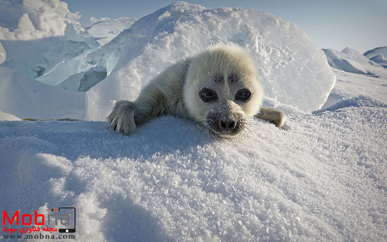 cute-baby-seal-waves-photographer-alexy-trofimov-russia-01a