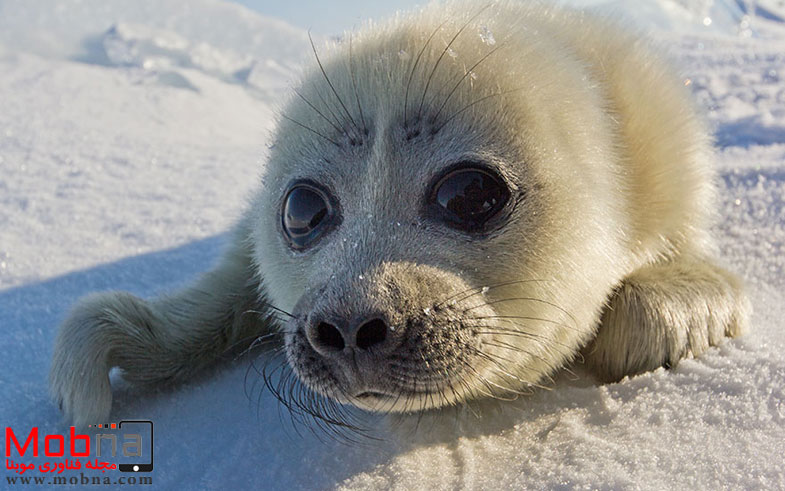 cute-baby-seal-waves-photographer-alexy-trofimov-russia-04a