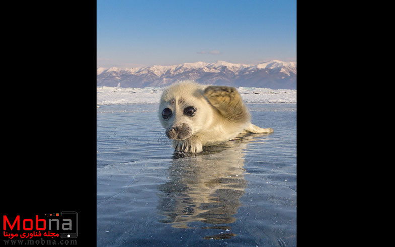 cute-baby-seal-waves-photographer-alexy-trofimov-russia-05a