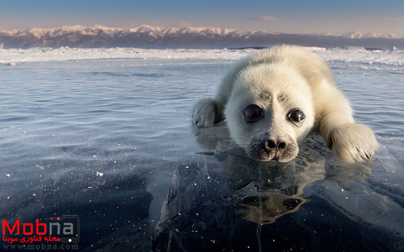cute-baby-seal-waves-photographer-alexy-trofimov-russia-07a