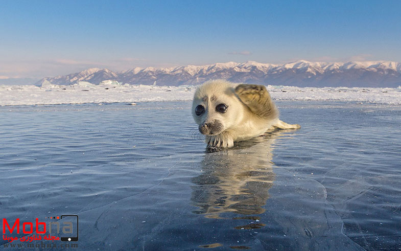 cute-baby-seal-waves-photographer-alexy-trofimov-russia-09