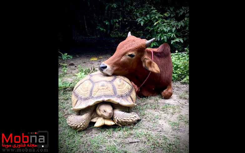 giant-tortoise-baby-cow-friendship-11