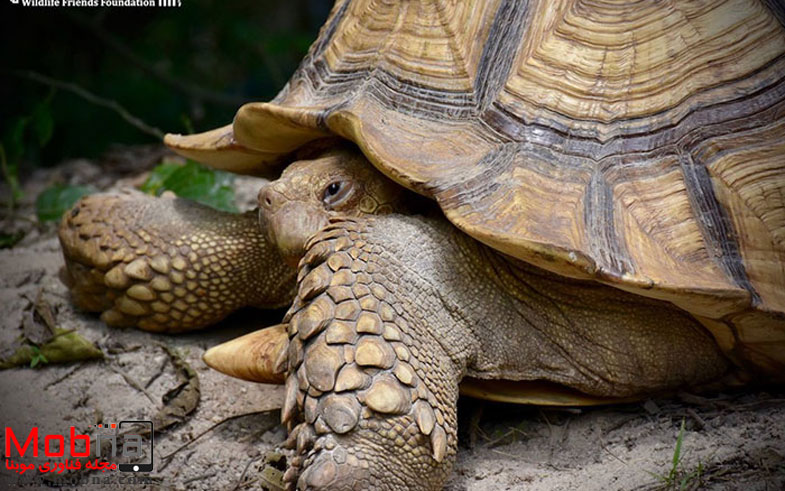 giant-tortoise-baby-cow-friendship-2