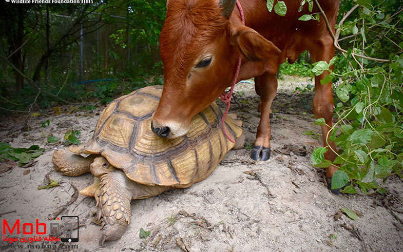 giant-tortoise-baby-cow-friendship-3