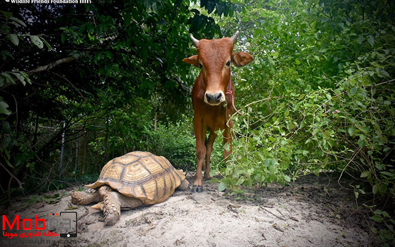 giant-tortoise-baby-cow-friendship-4
