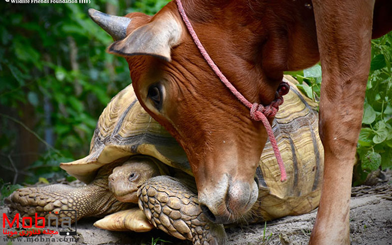 giant-tortoise-baby-cow-friendship-6