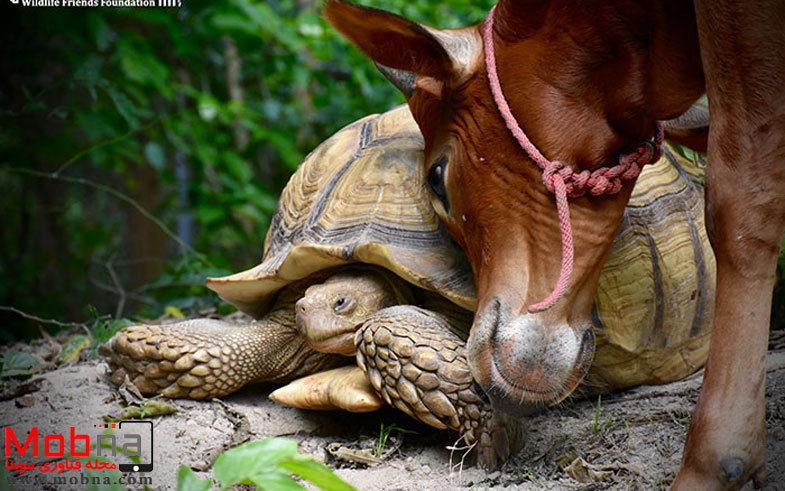 giant-tortoise-baby-cow-friendship-7