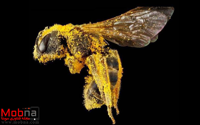 تصویری بی نظیر از زنبور عسل (عکس)