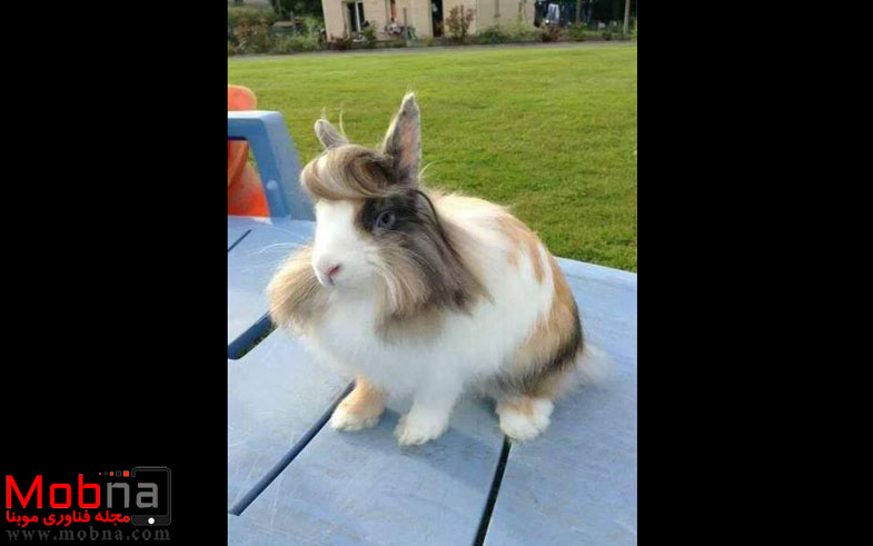 مدل موی ترامپ خرگوشی هم آمد! (عکس)