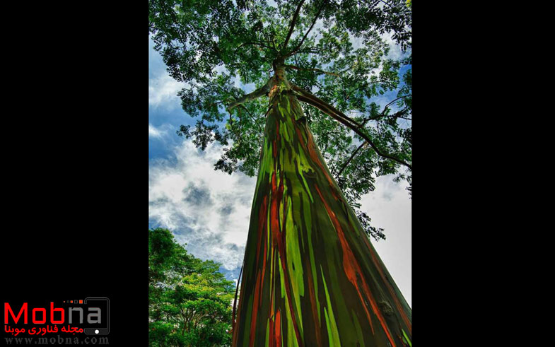 درخت رنگین کمان در هاوایی! (عکس)