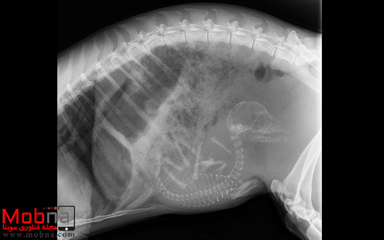 pregnant-animals-x-rays-13-5822fcda594fc__605
