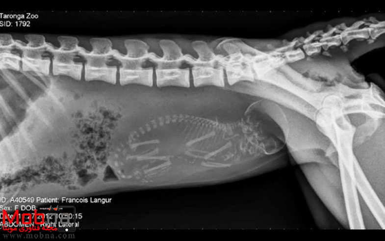 pregnant-animals-x-rays-2-5822fcc4c03f3__605
