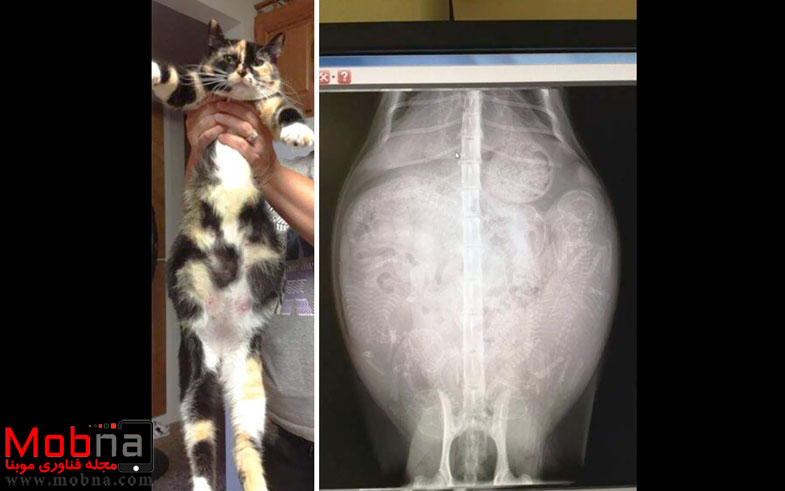 pregnant-animals-x-rays-5-5822fcc9f2eb8__605