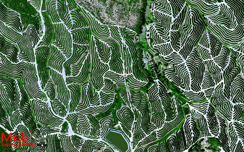 تصویر ماهواره ای شگفت انگیز از باغ های میوه در اسپانیا (عکس)