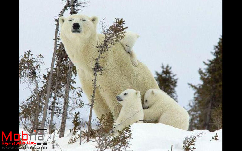 خانواده قطبی! (عکس)