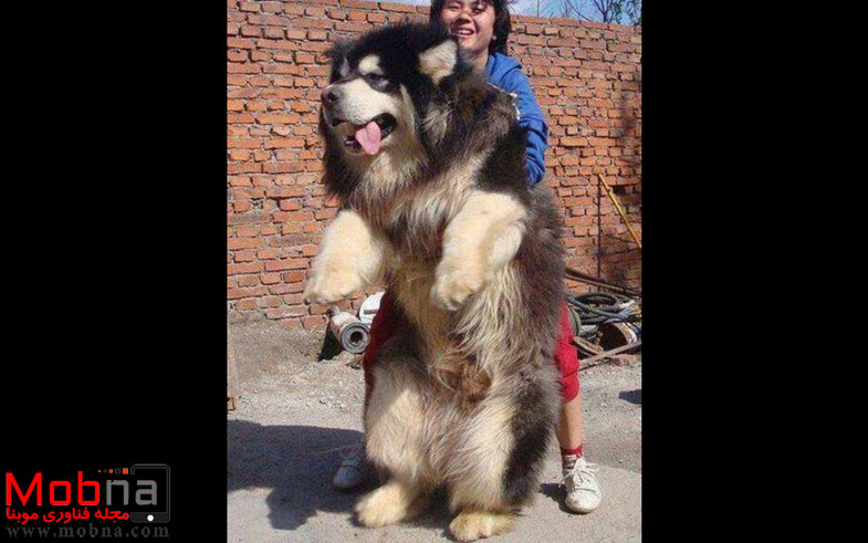 سگ قفقازی در اندازه ای باورنکردنی! (عکس)