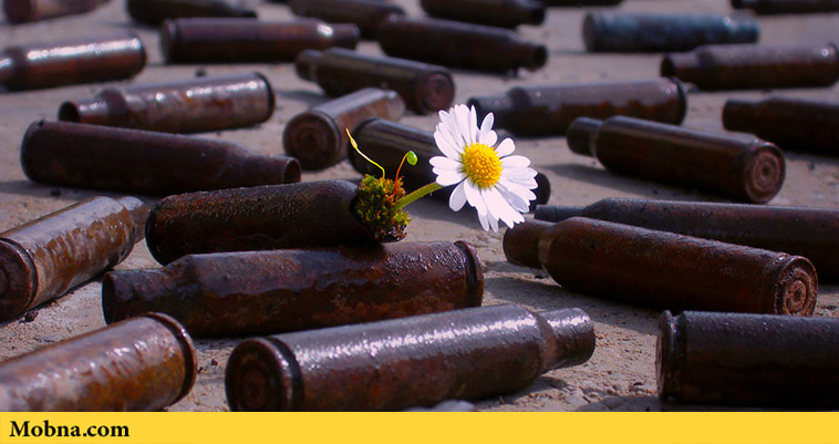Daisy growing out of an empty bullet