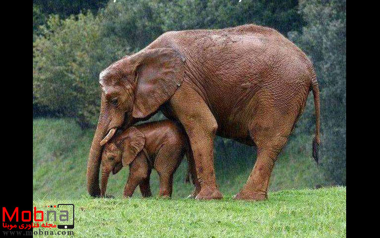 حمایت جالب فیل مادر از فرزندش در باران! (عکس)