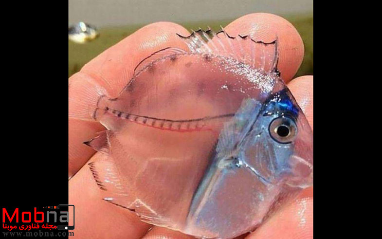 ماهی شیشه ای! (عکس)