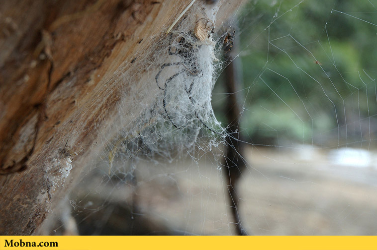 spiders-2-madagascar-orb-weaving-spider-web