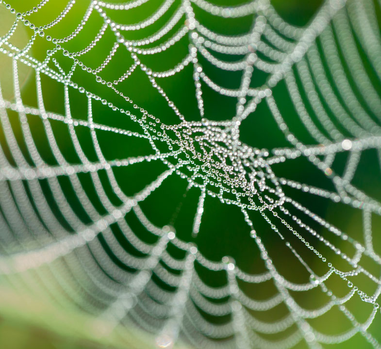 ساخت مقاوم‌ترین تار عنکبوت مصنوعی (+عکس)