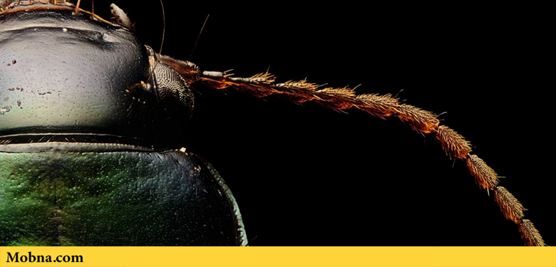 ۲۱-ground-beetle-the-coolist-macro-photography