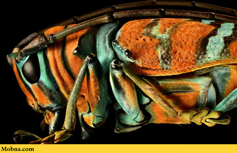 ۲۳-jewel-longhorn-beetle-the-coolist-macro-photography