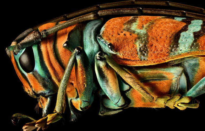 تماشای حشرات از زاویه بسیار نزدیک (+عکس)