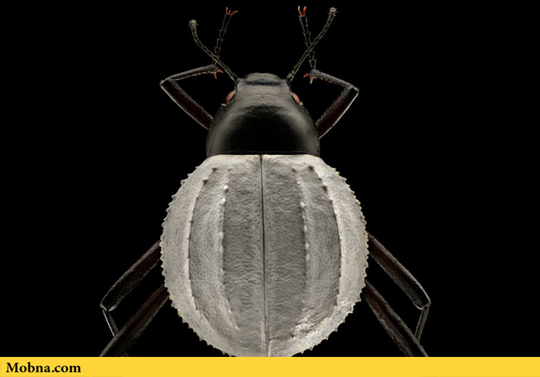 ۲۴-darkling-beetle-the-coolist-macro-photography