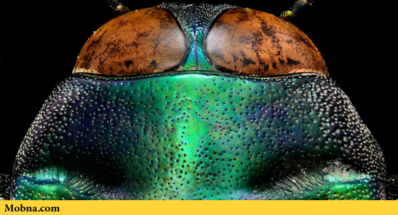 ۲۸-tricolored-jewel-beetle-the-coolist-macro-photography