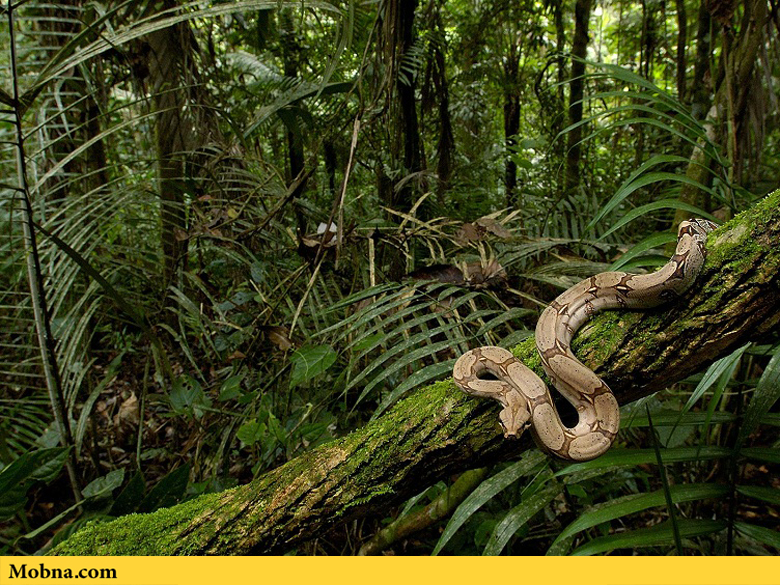 ماجراجویی در جنگل‌های آمازون با فناوری واقعیت مجازی (+عکس)