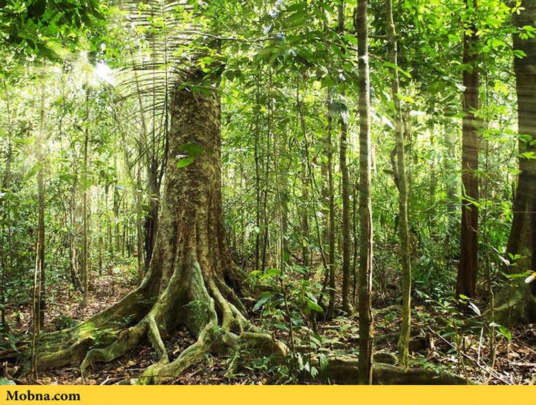 Explore the Amazon Rainforest 3