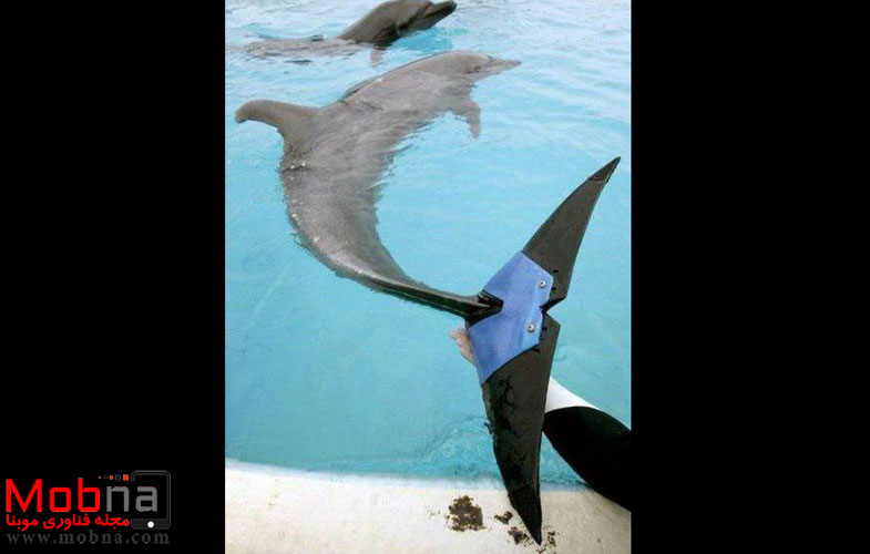 پروتزی برای دلفین! (عکس)