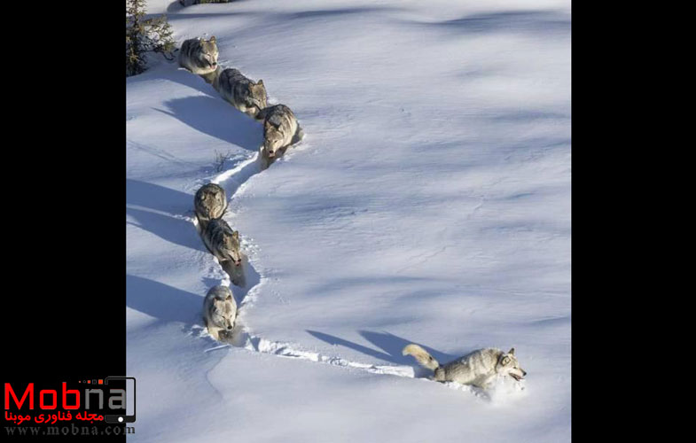 برف نوردی گرگ ها! (عکس)