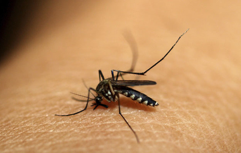 ماهواره‌های ناسا به دنبال شناسایی پشه مالاریا