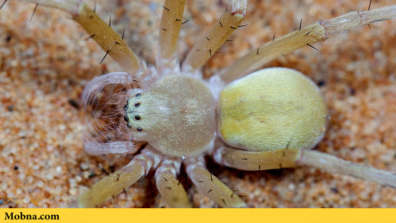 عنکبوت بیابانی چگونه دیواره‌های تونل زیرزمینی خود را مقاوم‌سازی می‌کند؟