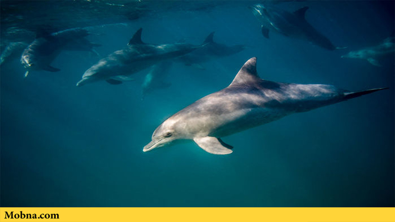 گوش دلفین‌ها صداها را متناسب با نیاز آنها تنظیم می‌کند!