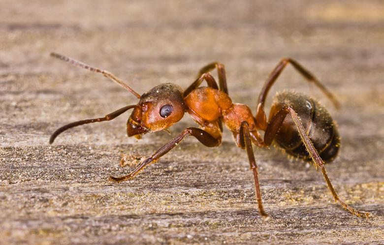 مورچه‌ها هنگام درمان بیماری از آنتی‌بیوتیک استفاده می‌کنند!