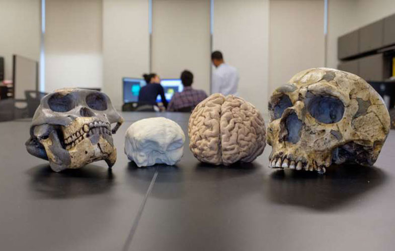 مغز انسان طی ۳ میلیون سال گذشته بزرگ‌تر شده است