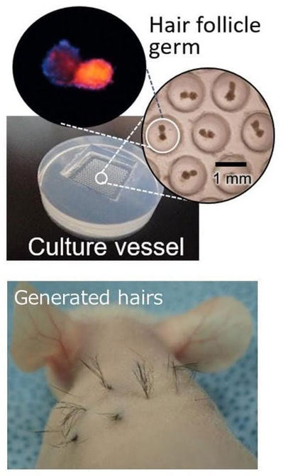 hair loss follicules reproduced 3
