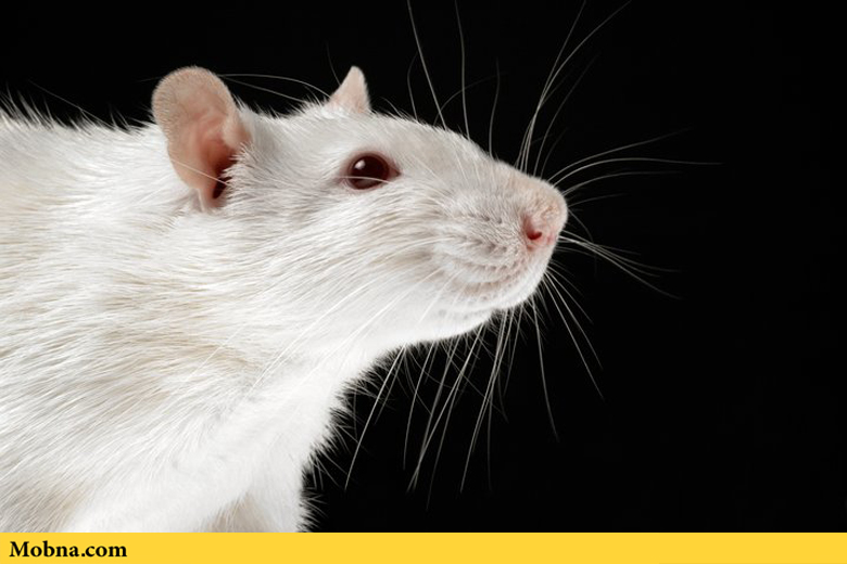 حیوانات آزمایشگاهی خوشحال نتایج علمی بهتری ارایه می‌دهند