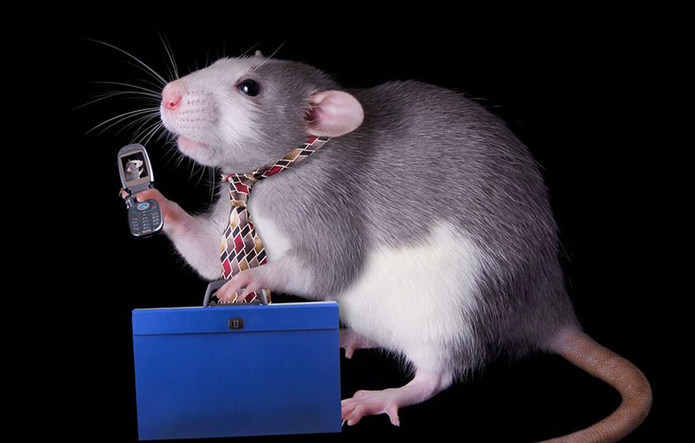 امواج تلفن همراه باعث عارضه قلبی در موش‌ها شد (+فیلم)