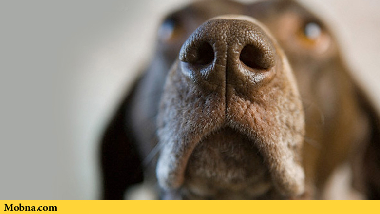 هنگام بو کشیدن چه تصویری در ذهن سگ‌ها ایجاد می‌شود؟