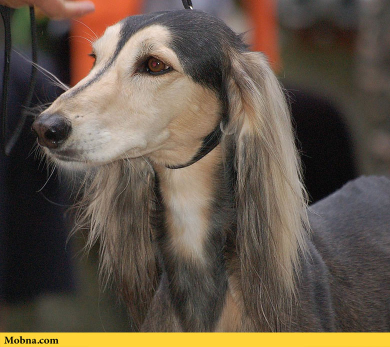 سالوکی؛ قدیمی ترین سگ اهلی جهان! (+عکس)