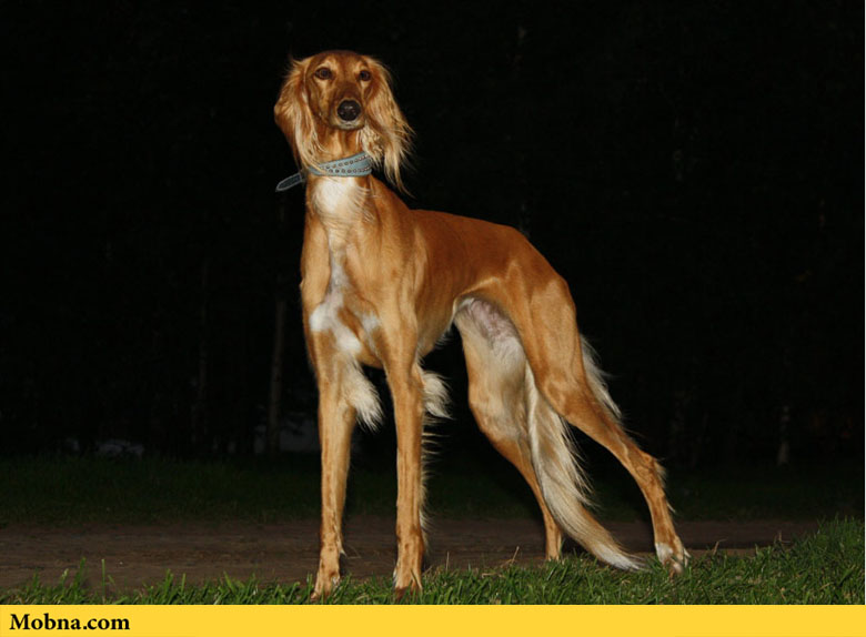 سالوکی؛ قدیمی ترین سگ اهلی جهان! (+عکس)